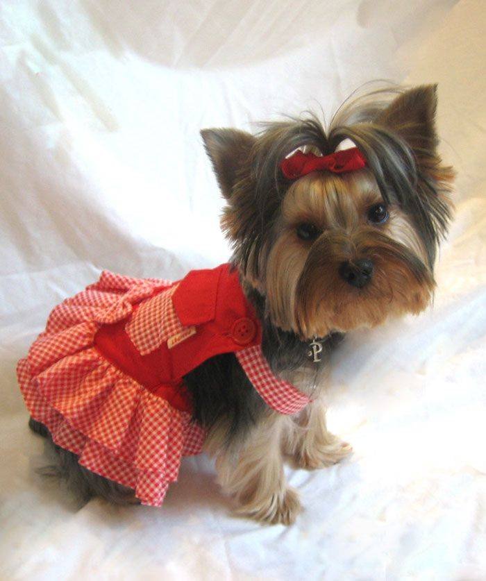 Как сшить одежду для маленькой собаки: выкройка, фото лучших моделей. построение выкройки для одежды для собак любой породы: общие рекомендации, построение сетки