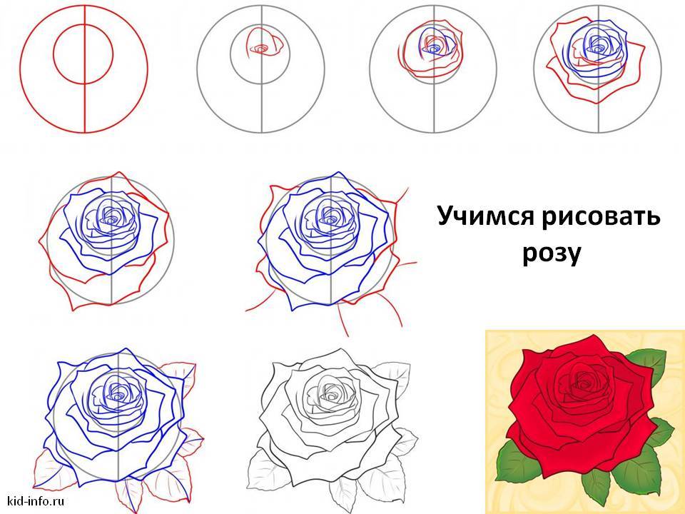 Как нарисовать розу поэтапно? как нарисовать розу карандашом поэтапно :: syl.ru