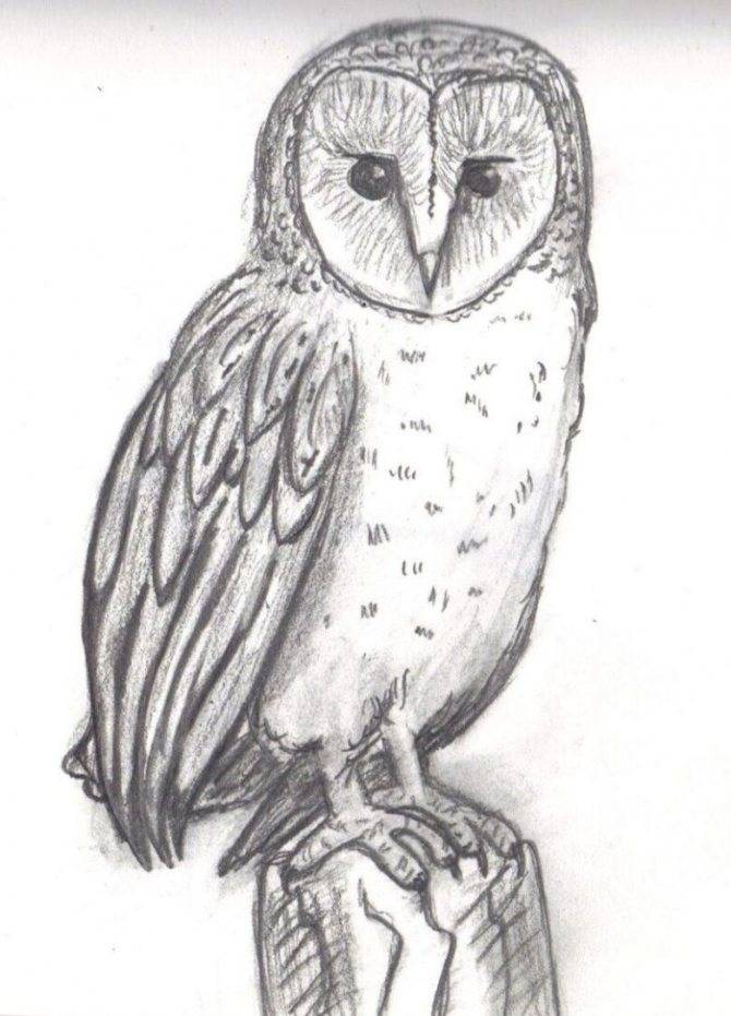 Как нарисовать сову: пошагово рисуем красками и карандашом, этапы создания красивого рисунка для начинающих