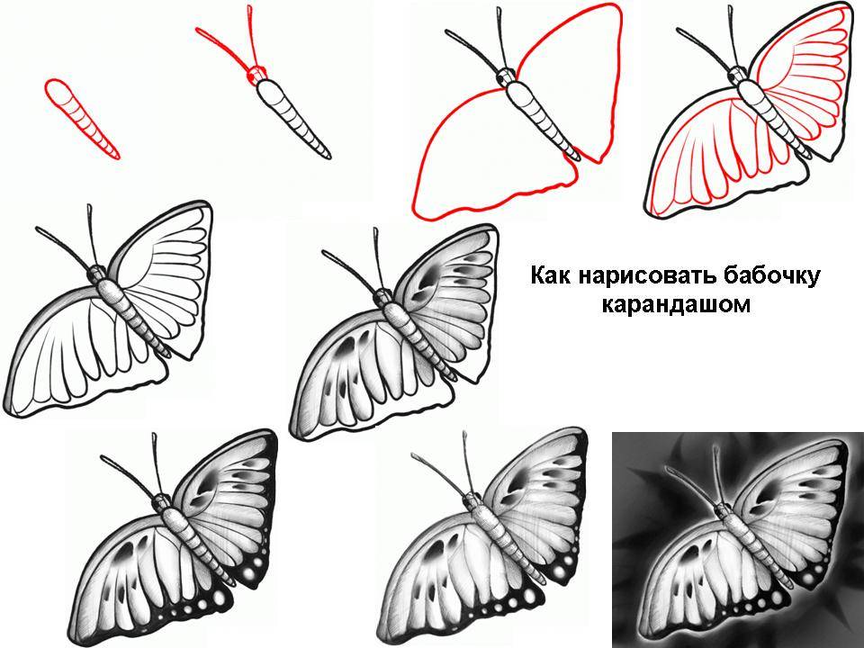 Как нарисовать бабочку? поэтапное рисование. презентация к уроку по изобразительному искусству (изо) по теме
